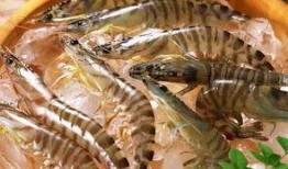 臭鱼烂虾爆料视频大全下载,揭秘娱乐圈幕后真相